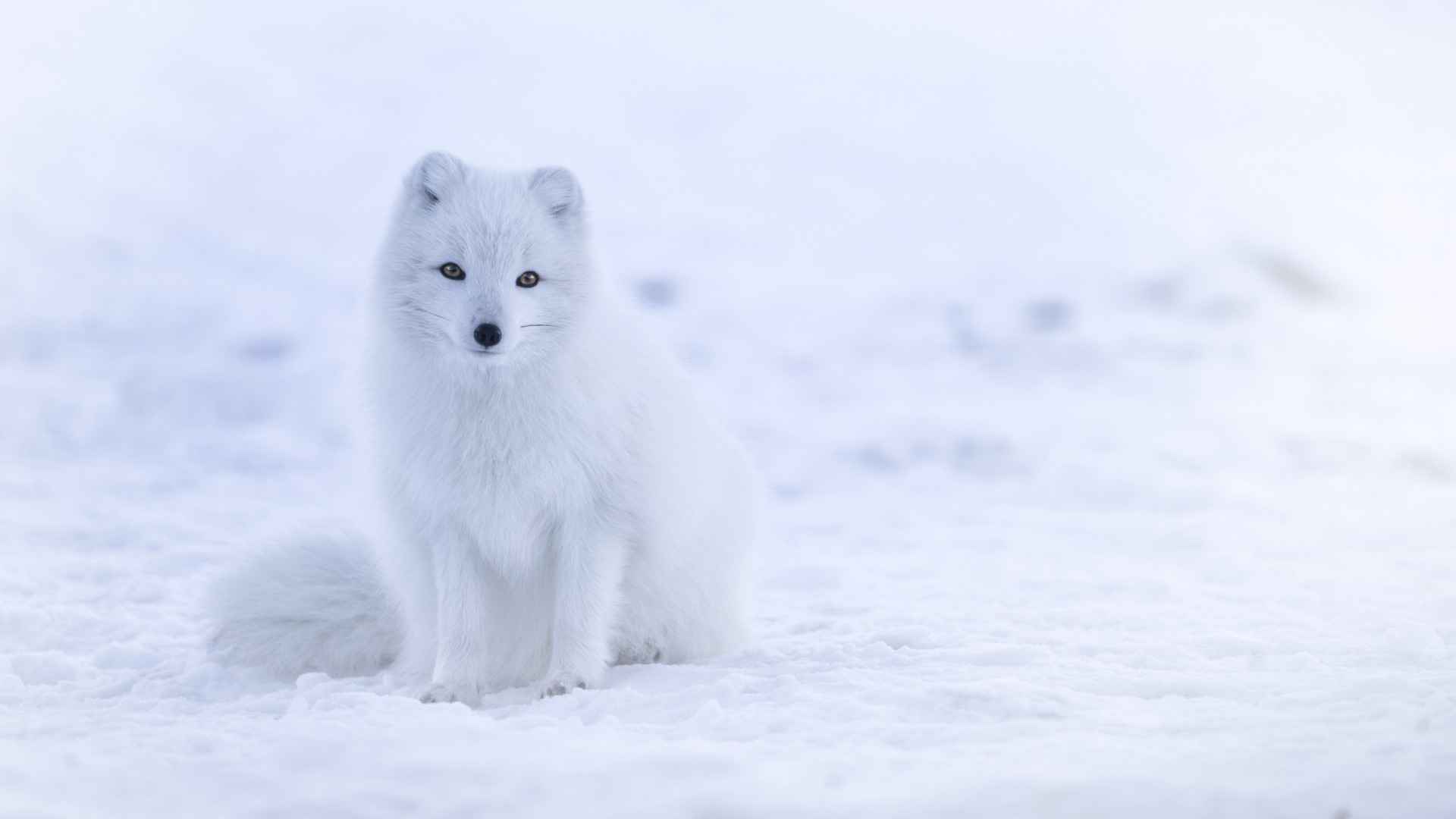 雪地里白色小狐狸可爱的图片