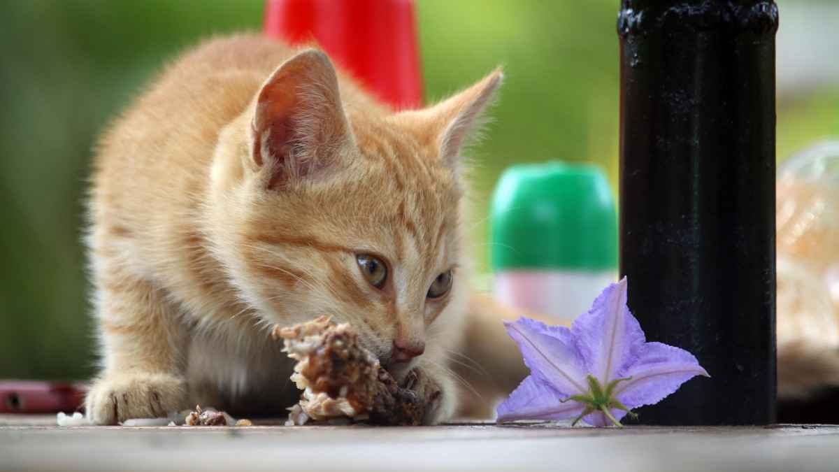 可爱小猫吃东西高清壁纸-
