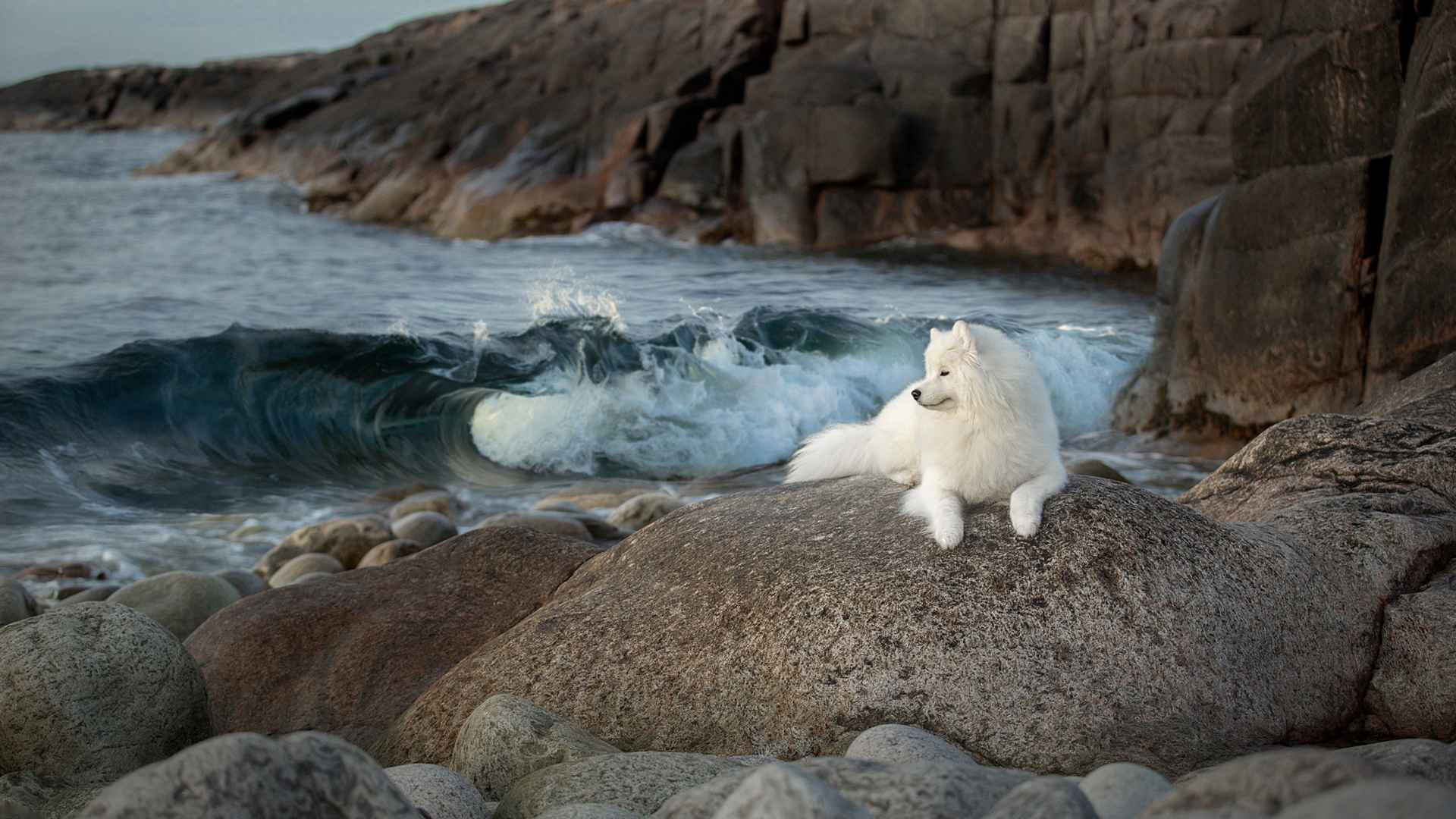 白色萨摩耶趴在海边岩石上图片