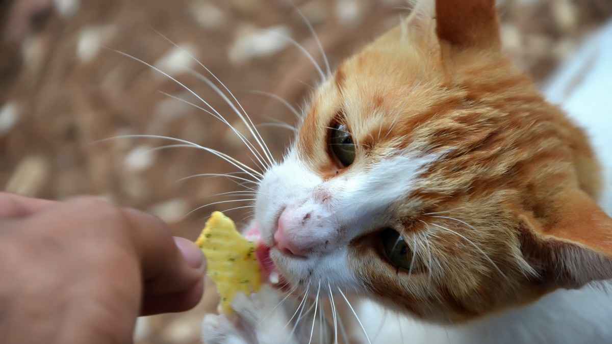 乖巧猫咪吃饼干图片