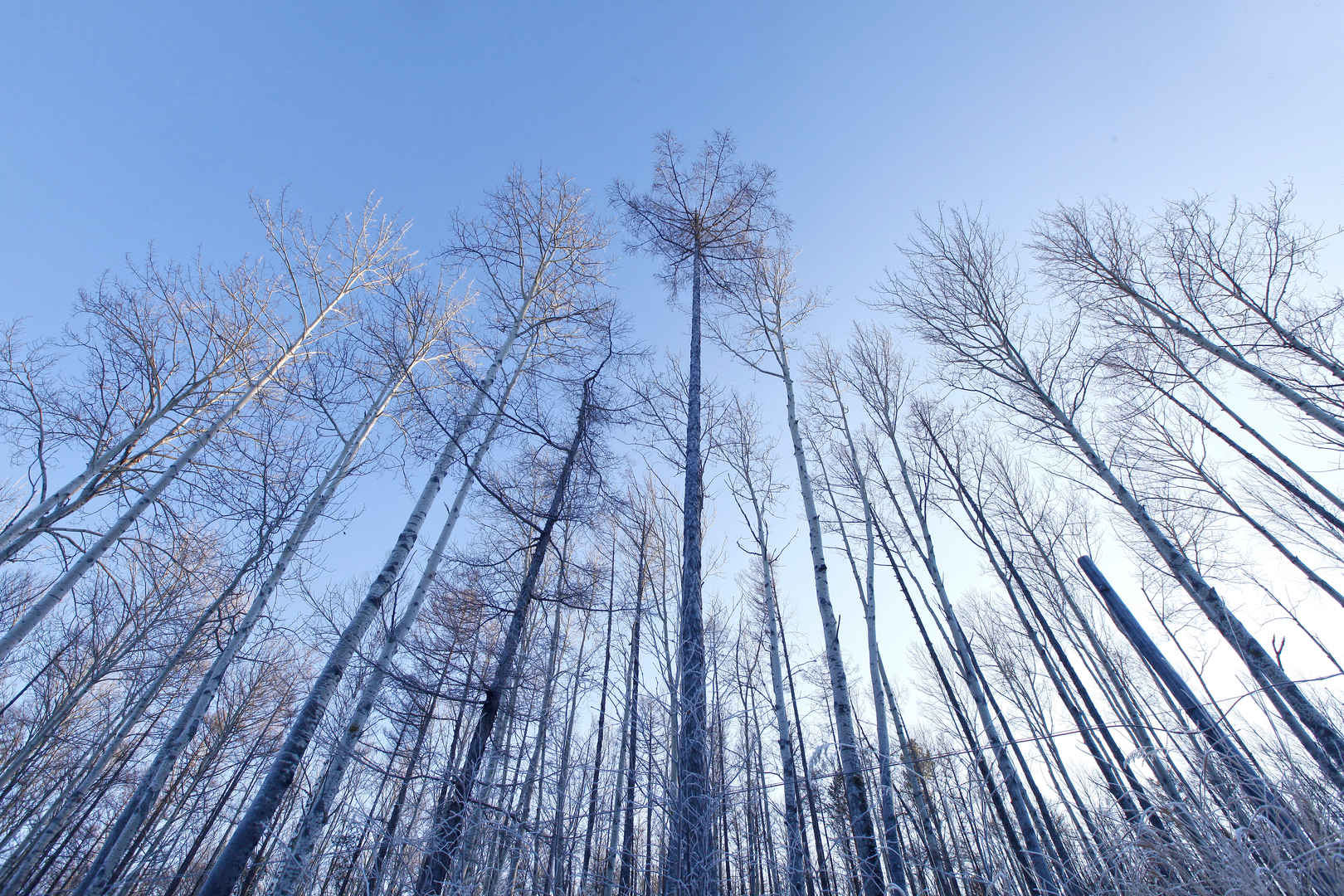 冬季仰视树林壁纸图片-