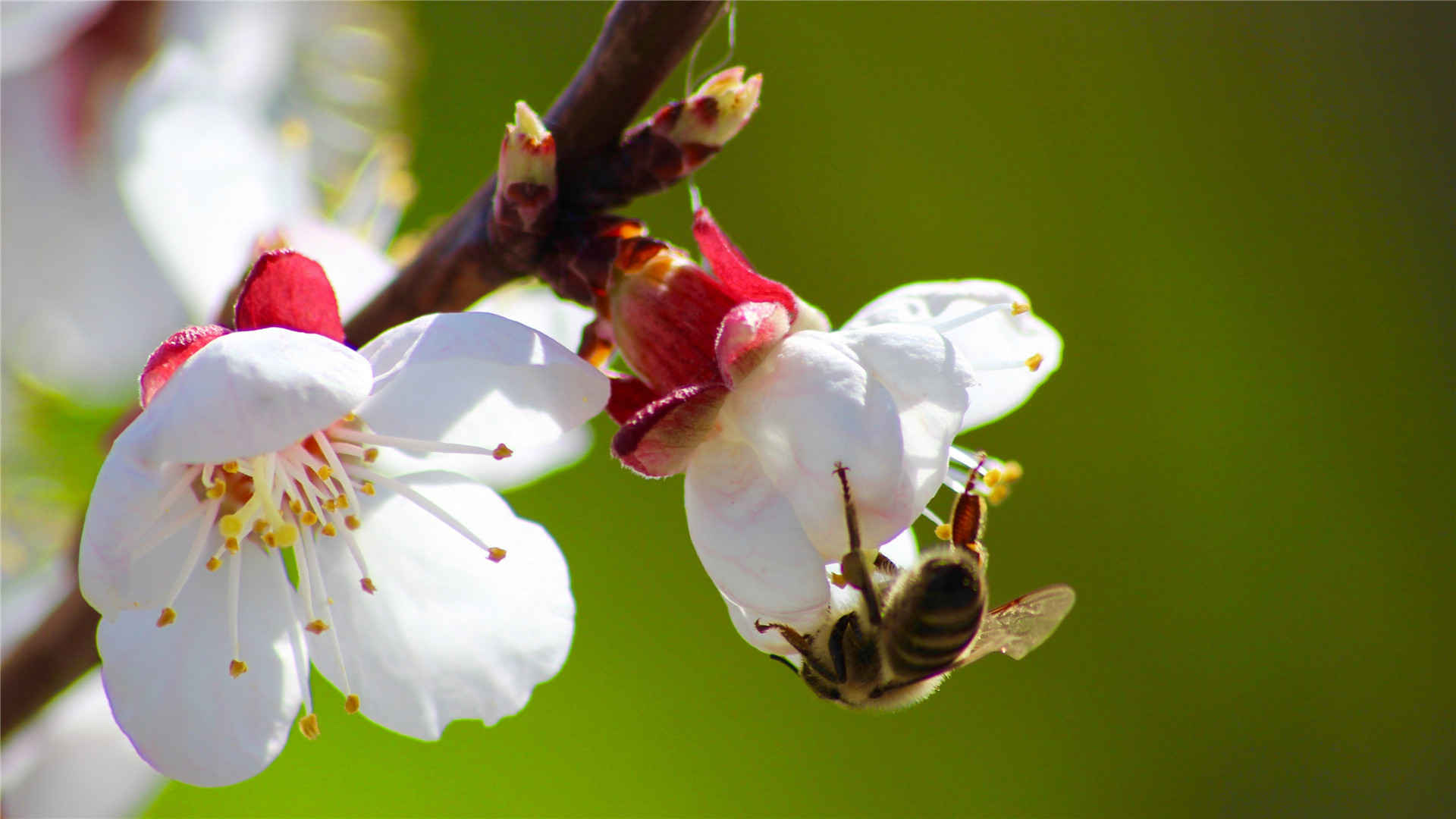 花丛中的小蜜蜂采蜜壁纸图片