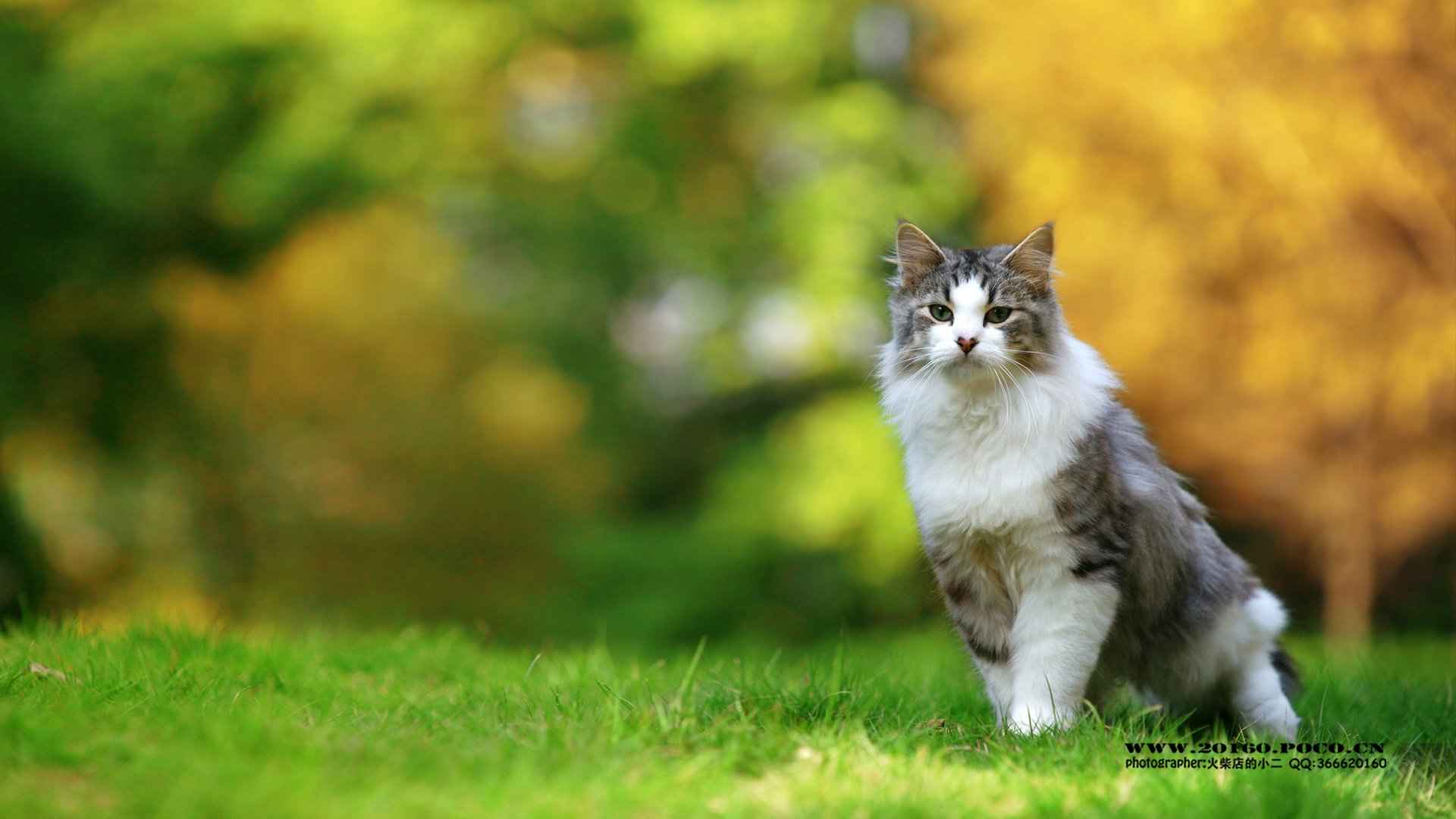 绿色草地上猫咪图片-