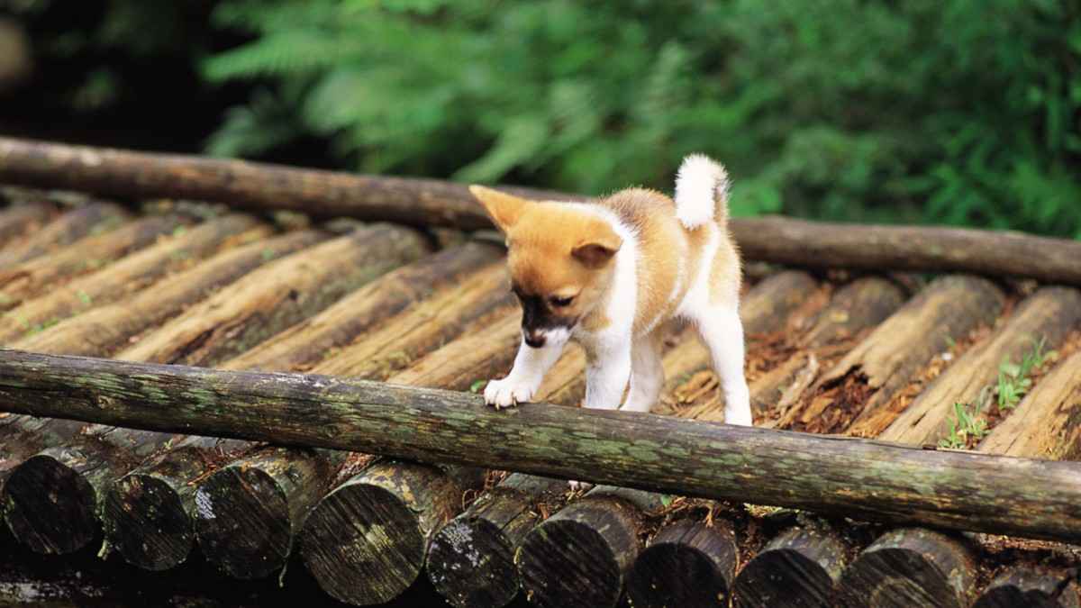 木头路上流浪的小狗狗图片