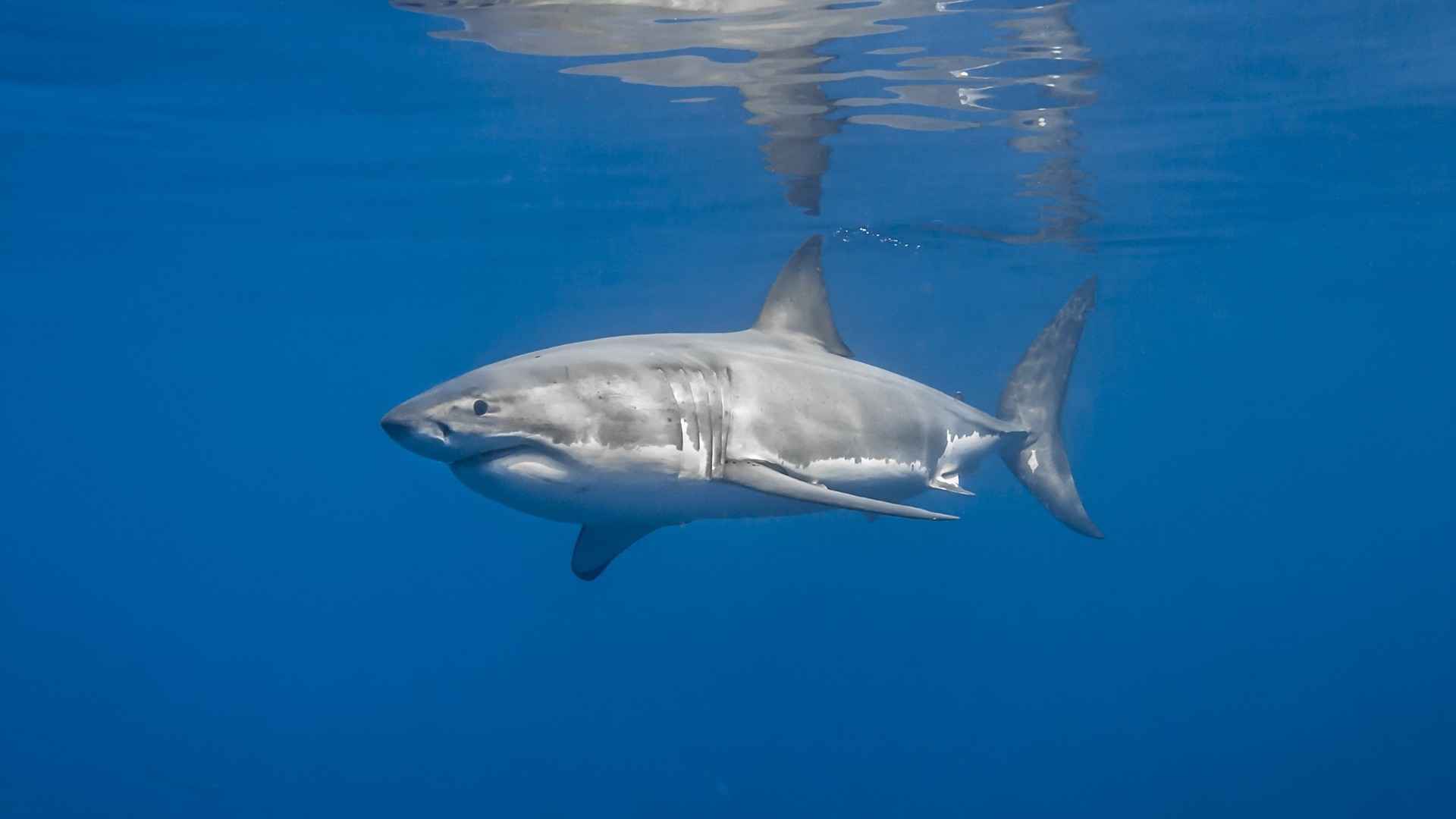 蓝色深海大鲨鱼图片-