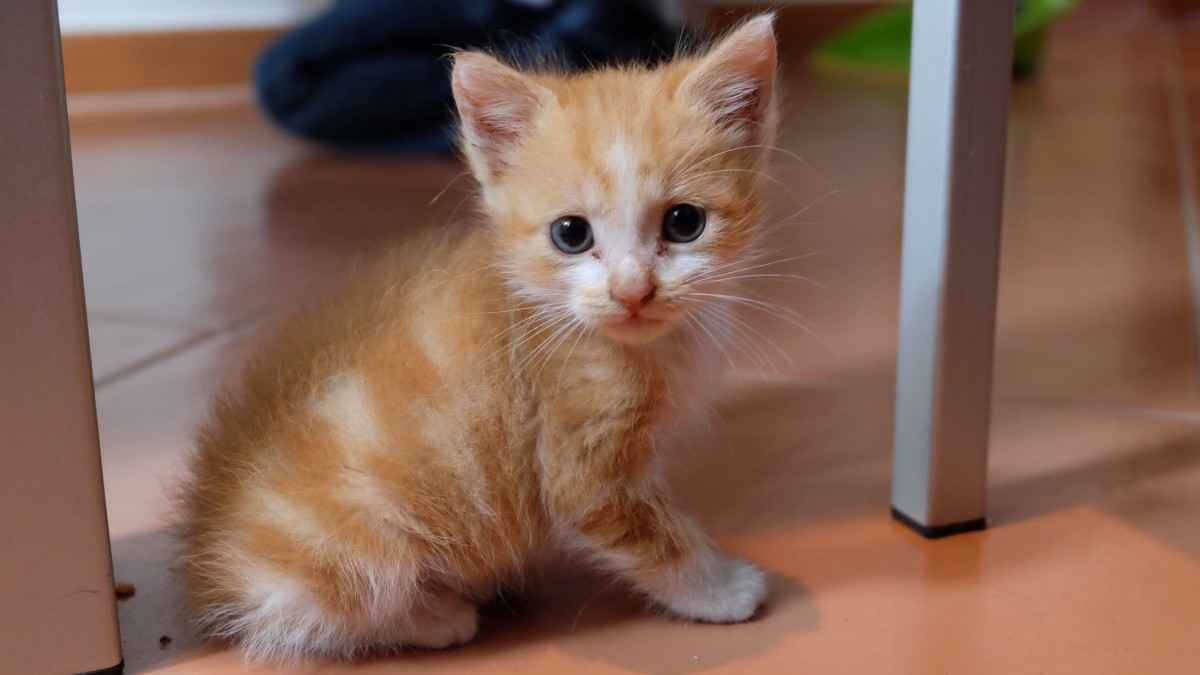 超萌黄色小奶猫壁纸图片