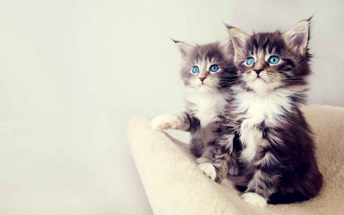 超可爱软萌两只蓝色眼睛小猫咪图片-