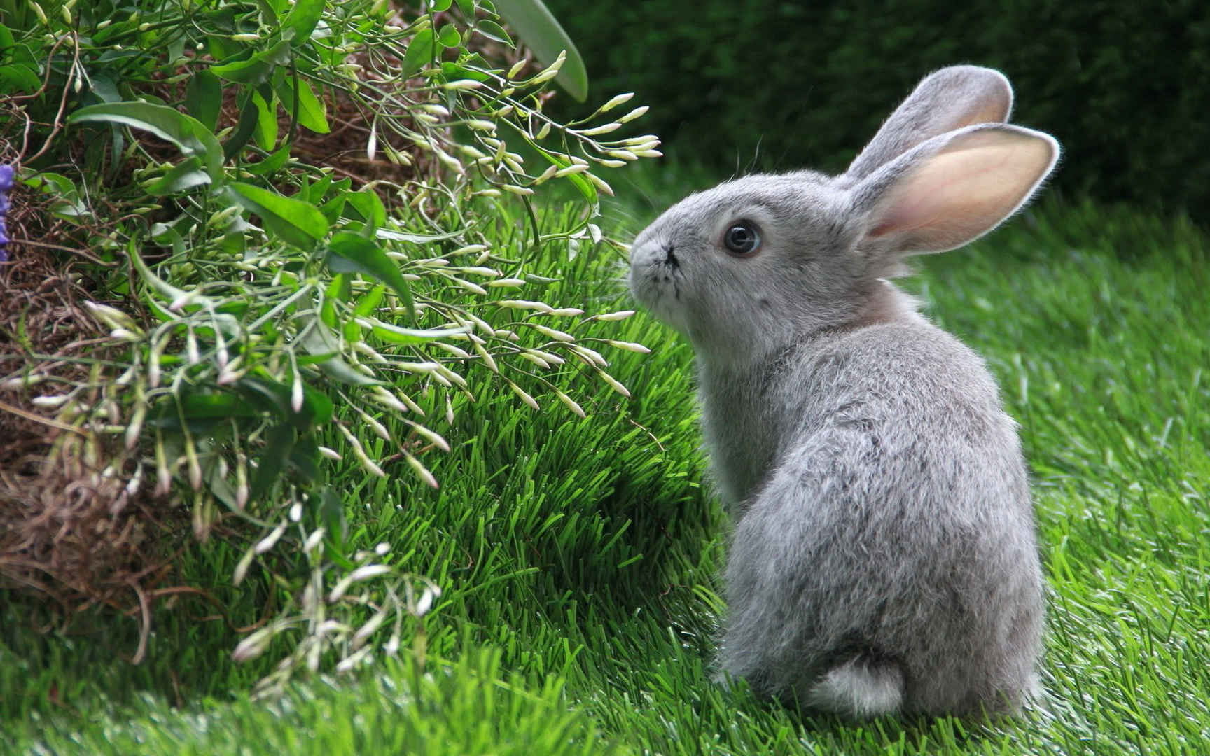 绿色草地上小兔子玩撒图片-