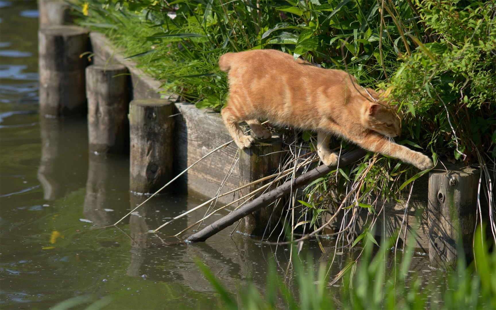 身手敏捷黄色猫咪图片