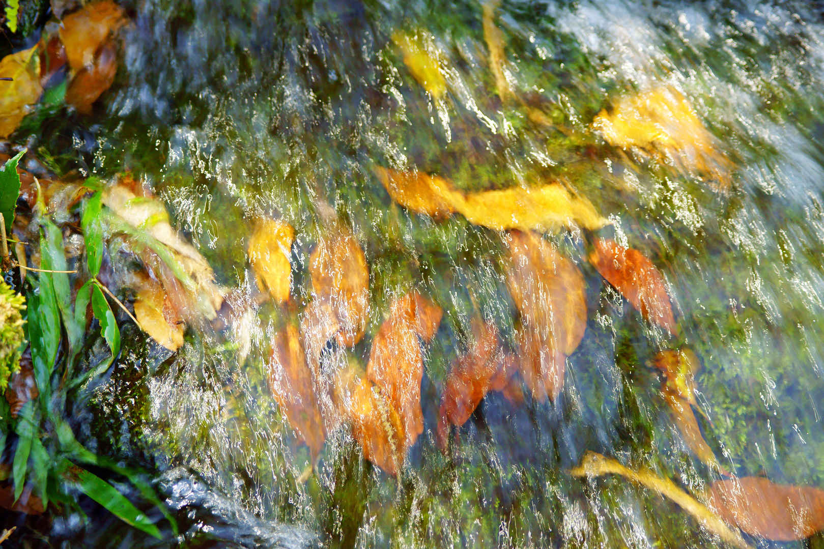 流水树叶笔记本风景壁纸-