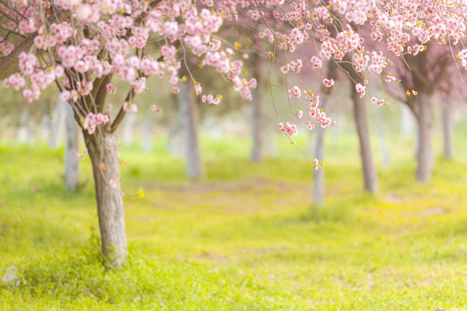 主题壁纸小清新梅花林