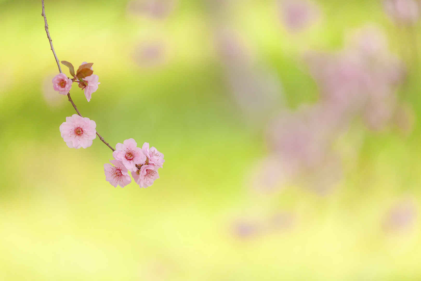 屏幕壁纸小清新梅花-