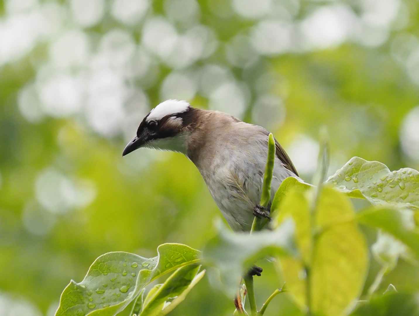 电脑小鸟壁纸