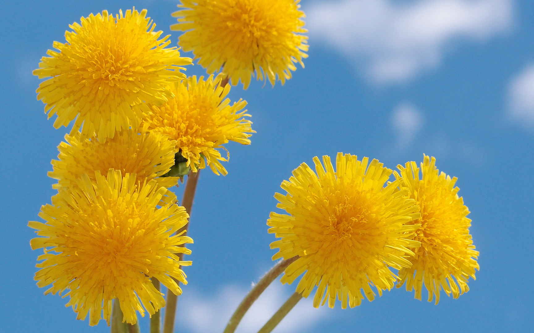 花儿唯美壁纸大全-