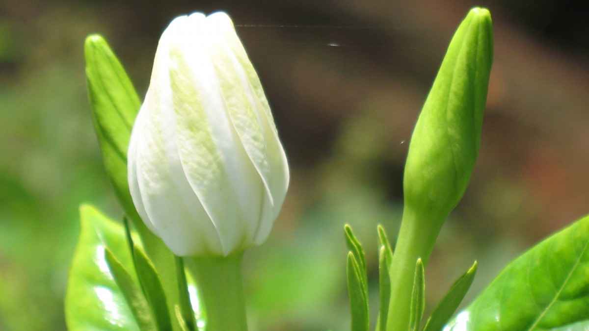 洁白栀子花图片大全-