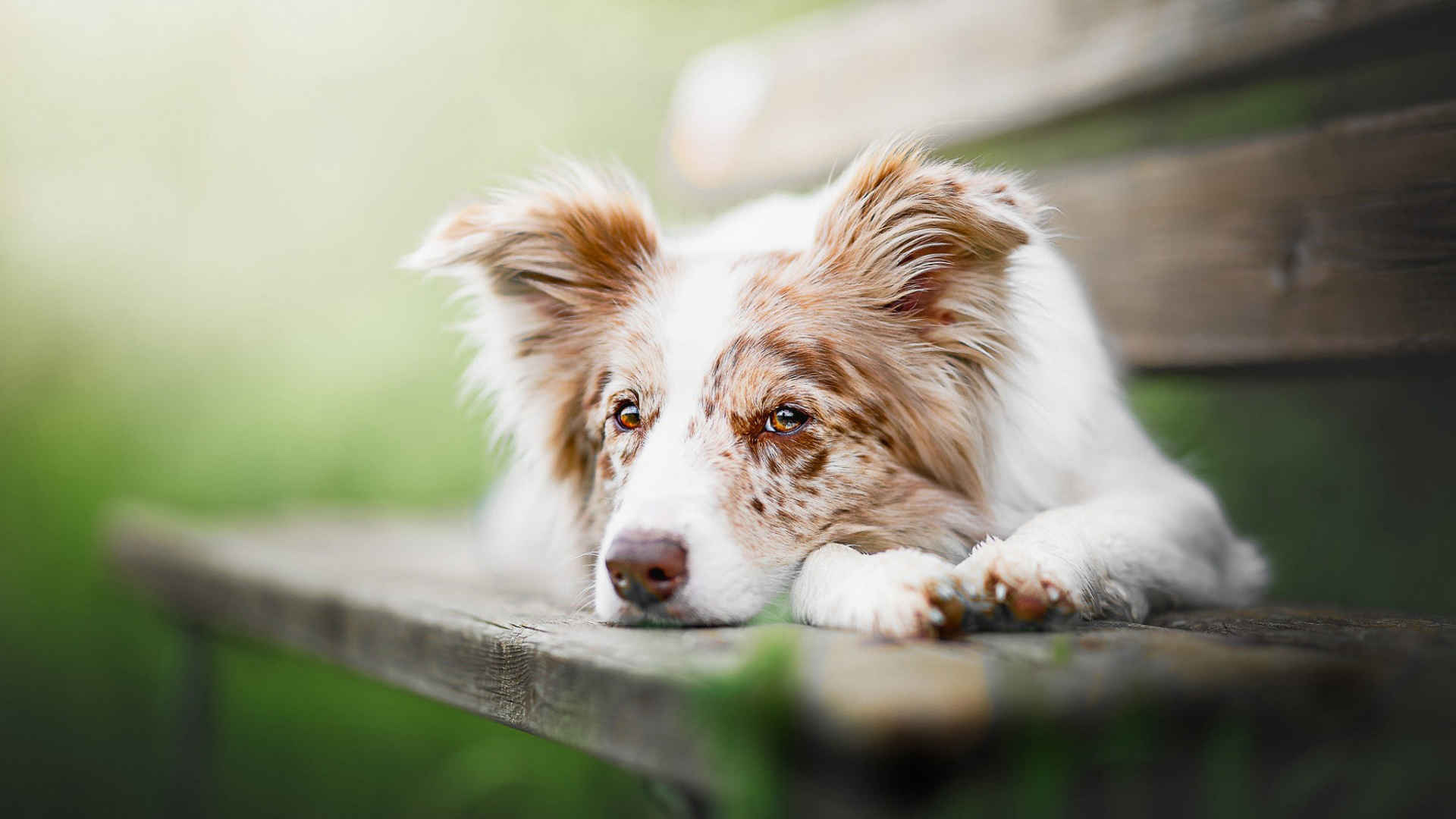 澳大利亚牧羊犬壁纸