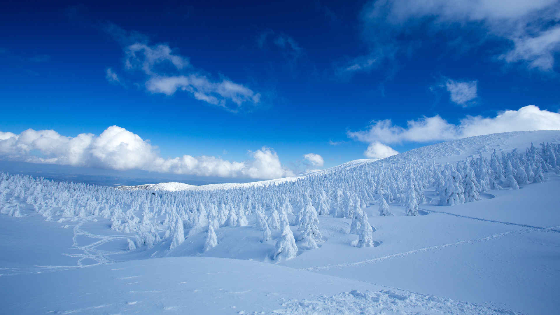 白雪覆盖的树木 雪景 蓝天壁纸