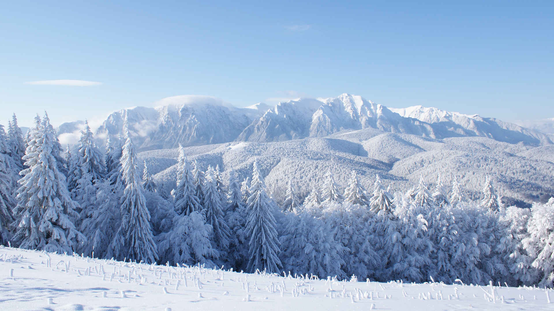 大雪覆盖的山和森林壁纸