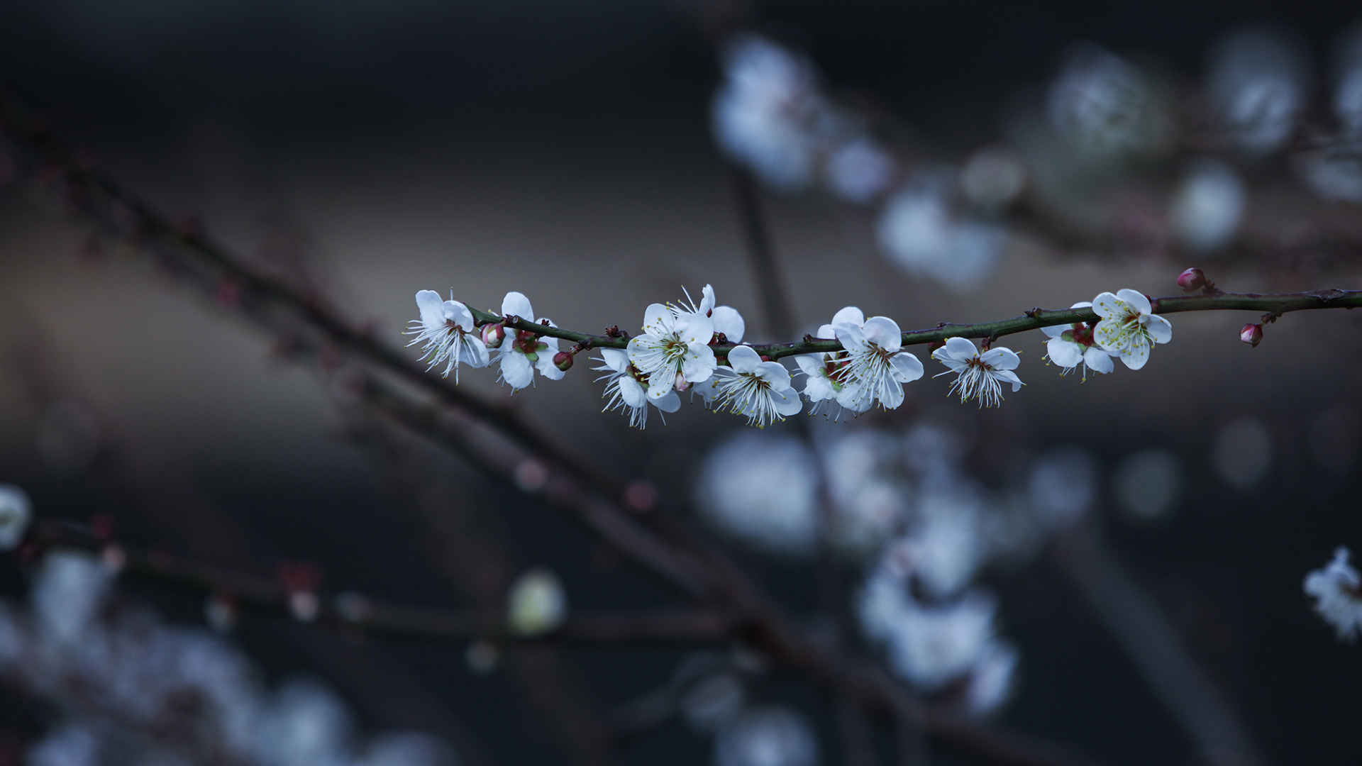 白梅花壁纸