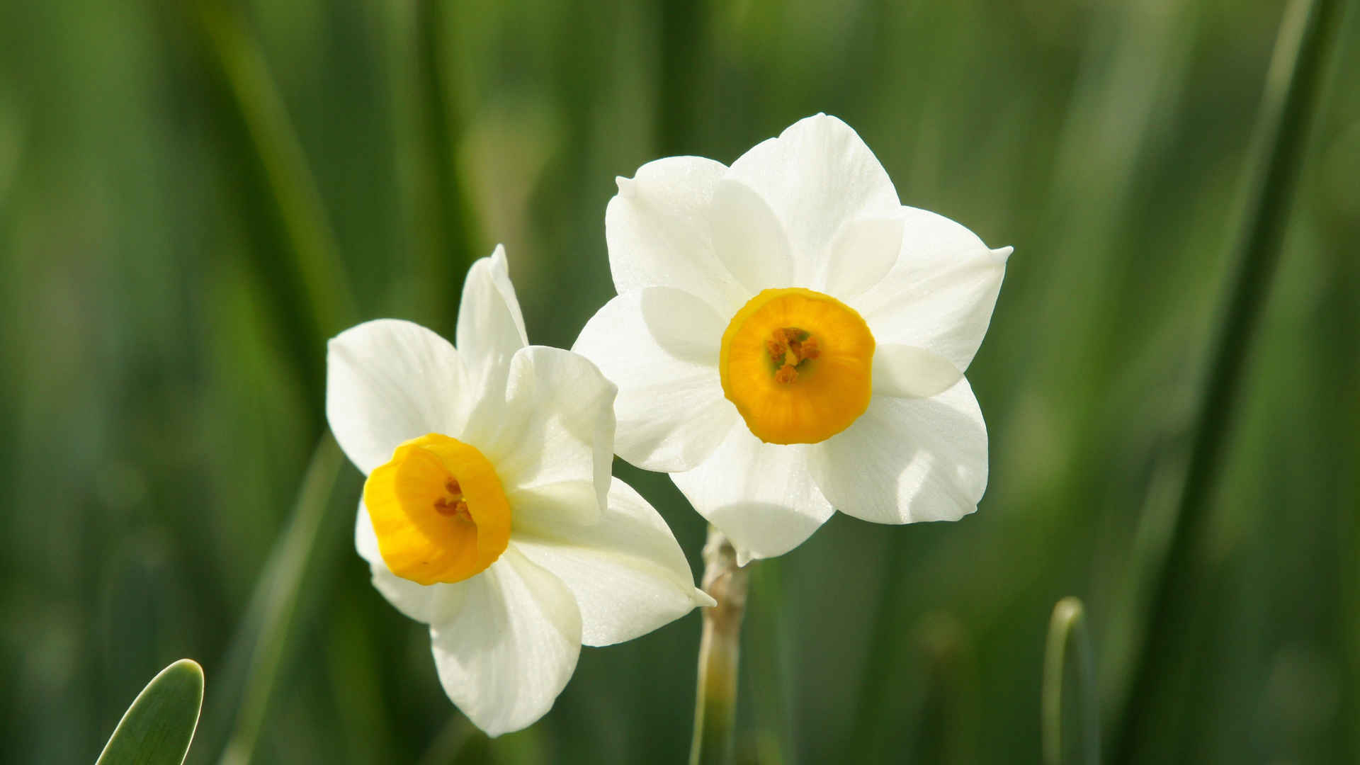 白色水仙花壁纸