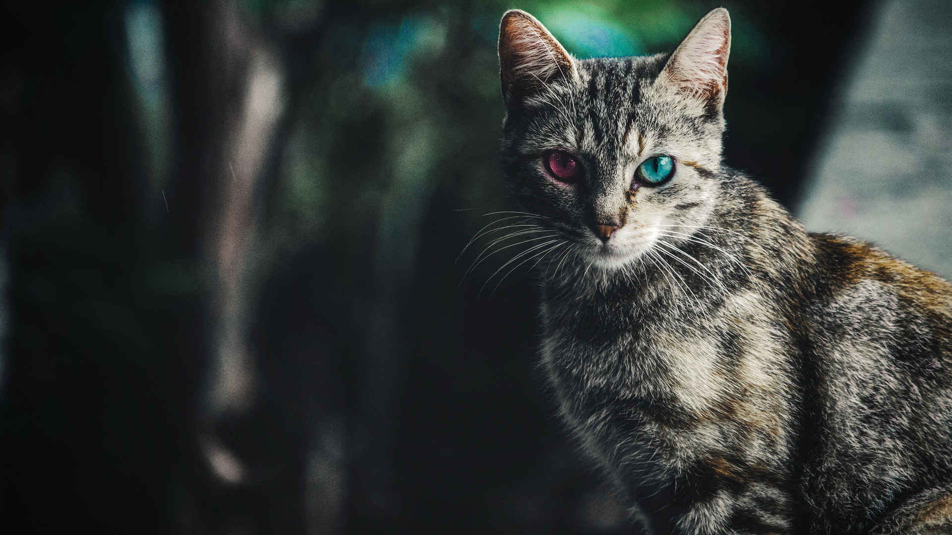 宠物猫可爱的壁纸图片高清