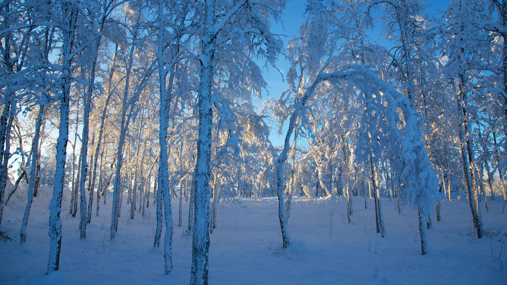 瑞典基律纳 日落之前 森林 天然 蓝光 风景 桌面图片
