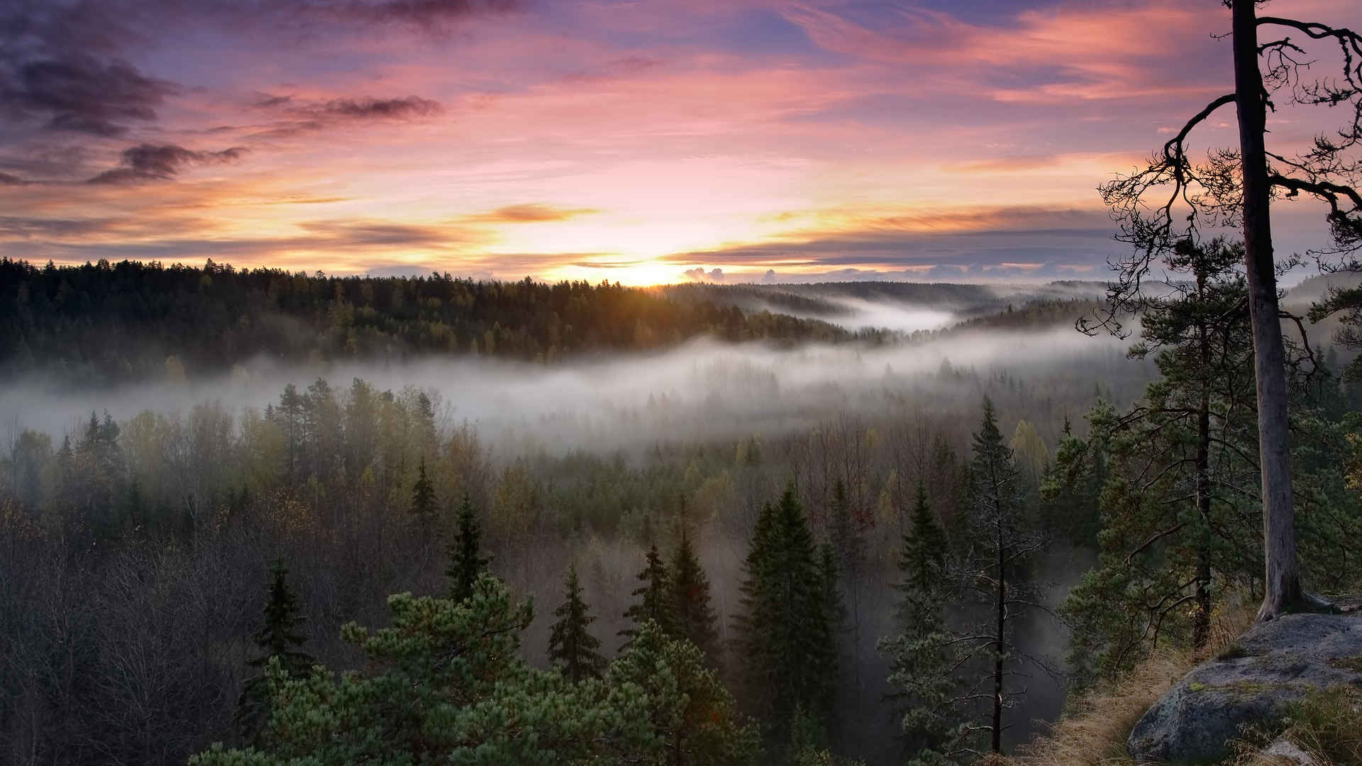 芬兰日出 早晨 雾 桌面图片