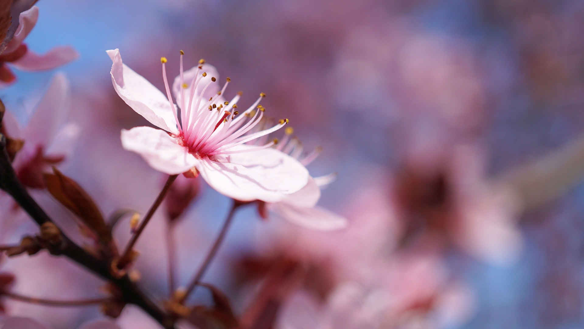 笔记本电脑樱花整理桌面-