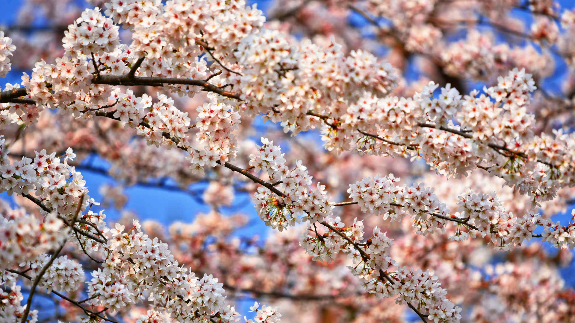 樱花1440*900电脑壁纸