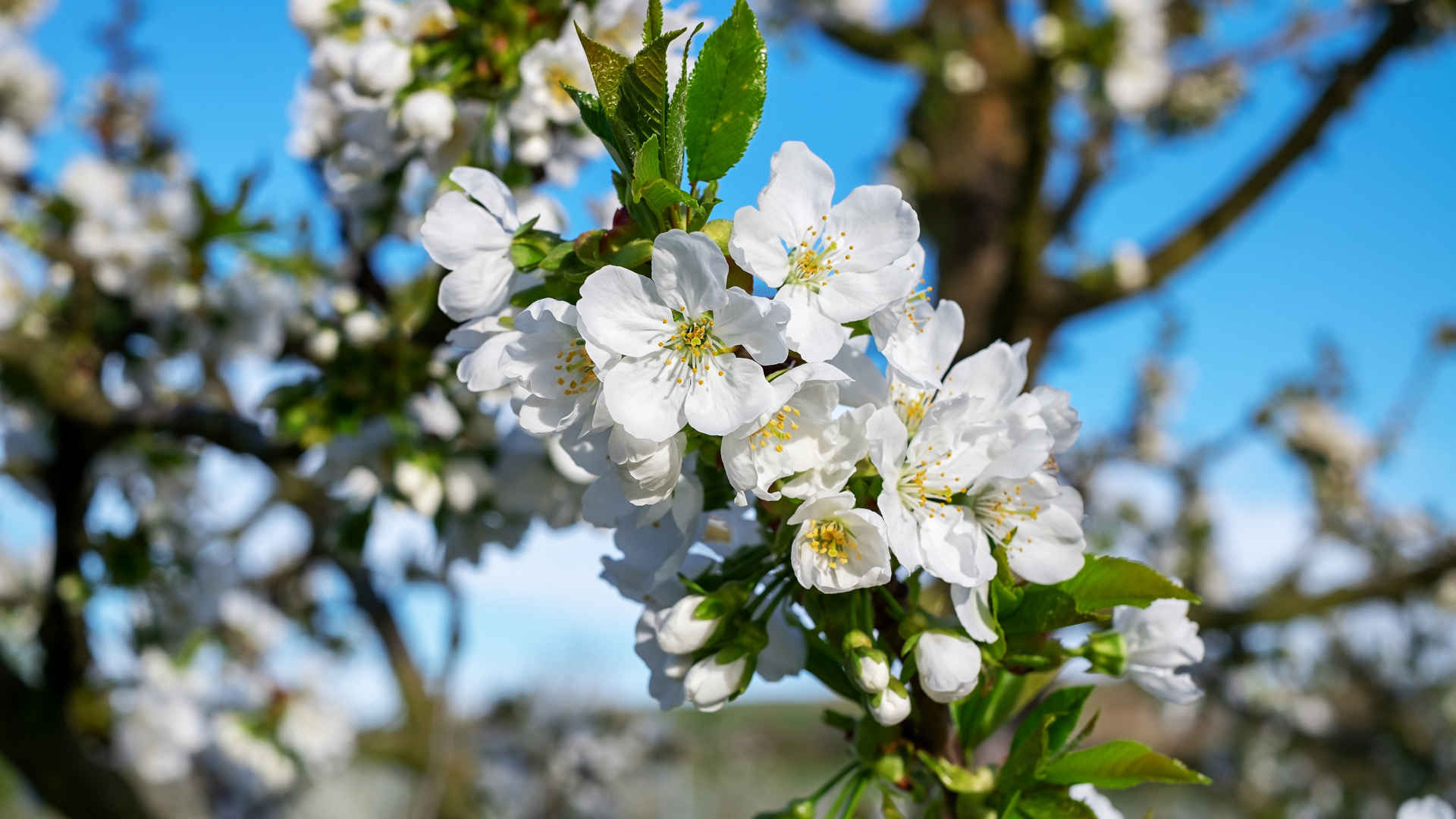 樱花3840×2160电脑壁纸-