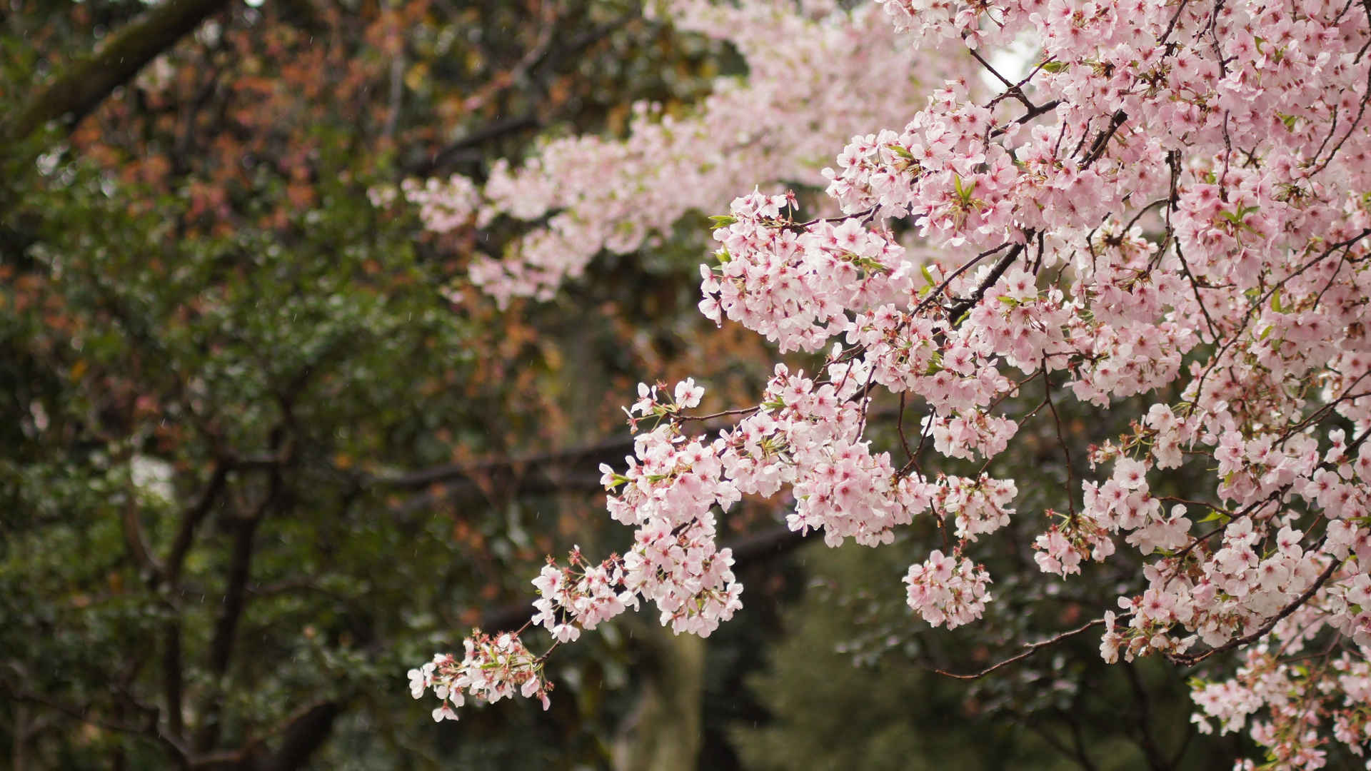 樱花2160×1440电脑壁纸