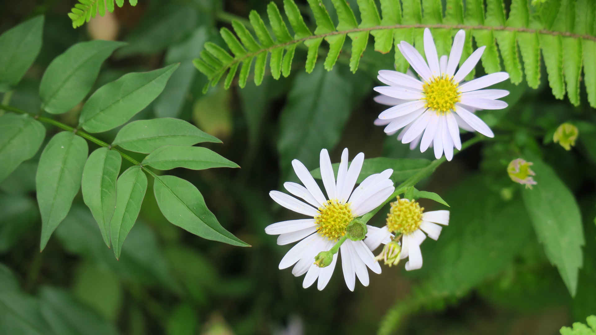 紫菀花2560×1600电脑壁纸-