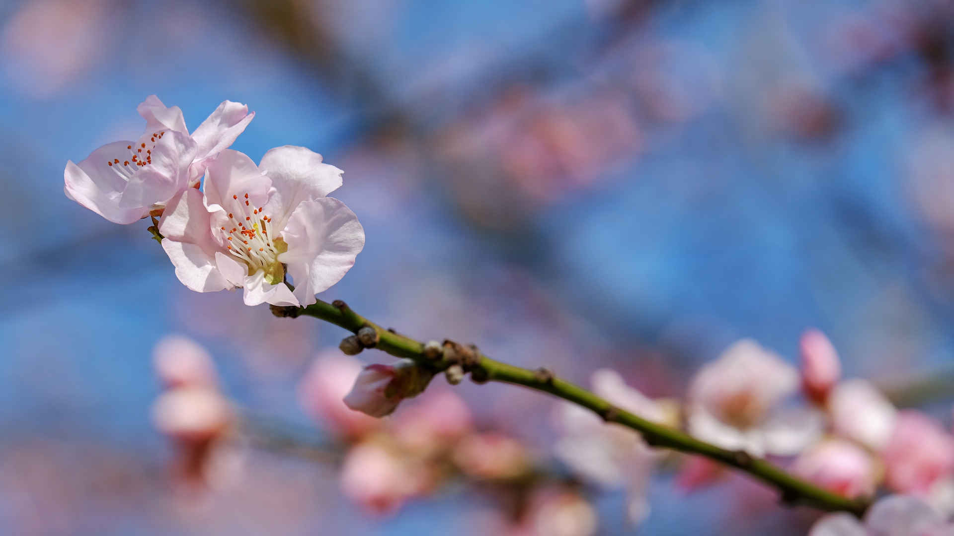 樱花1366*768电脑壁纸-