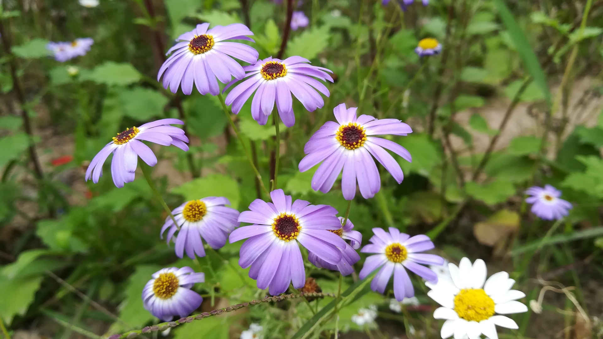 紫菀花1280x720电脑壁纸