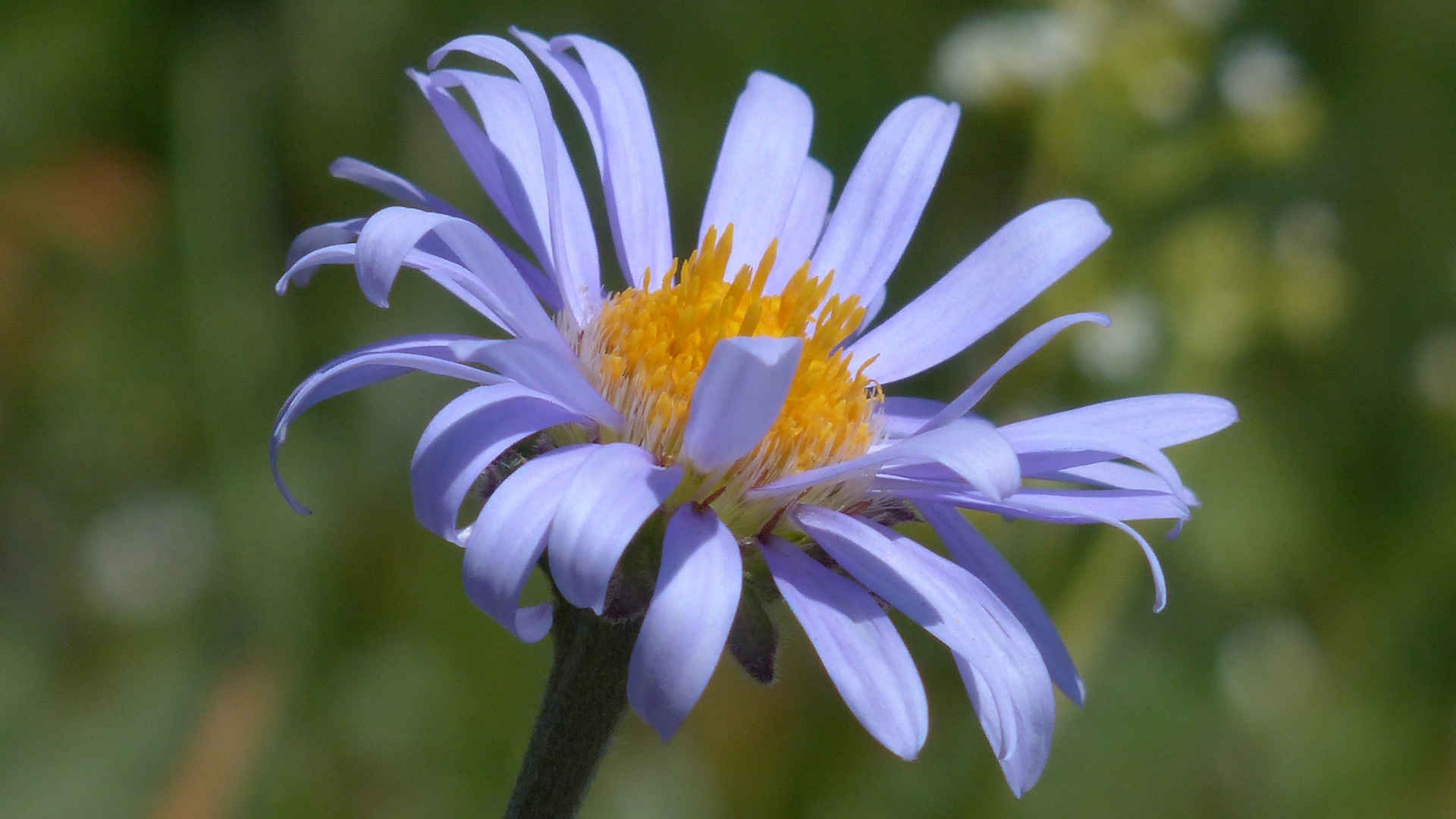 紫菀花1366x768电脑壁纸