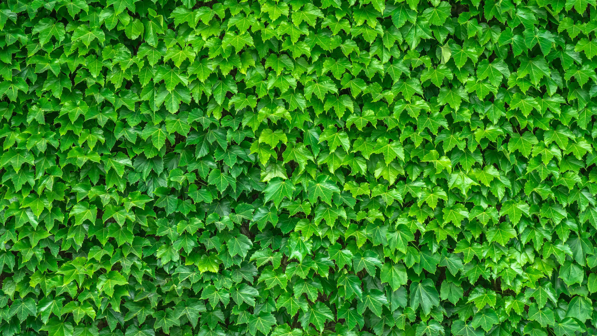 电脑壁纸绿色护眼常春藤植物