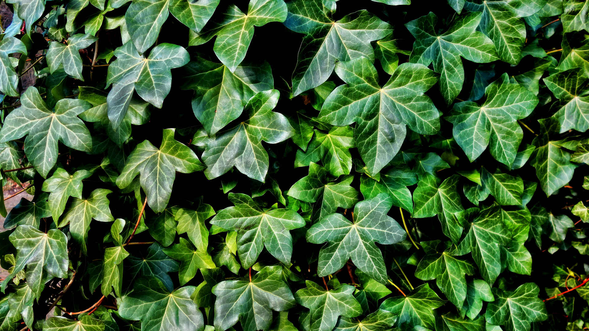 绿色常春藤植物电脑壁纸护眼超清