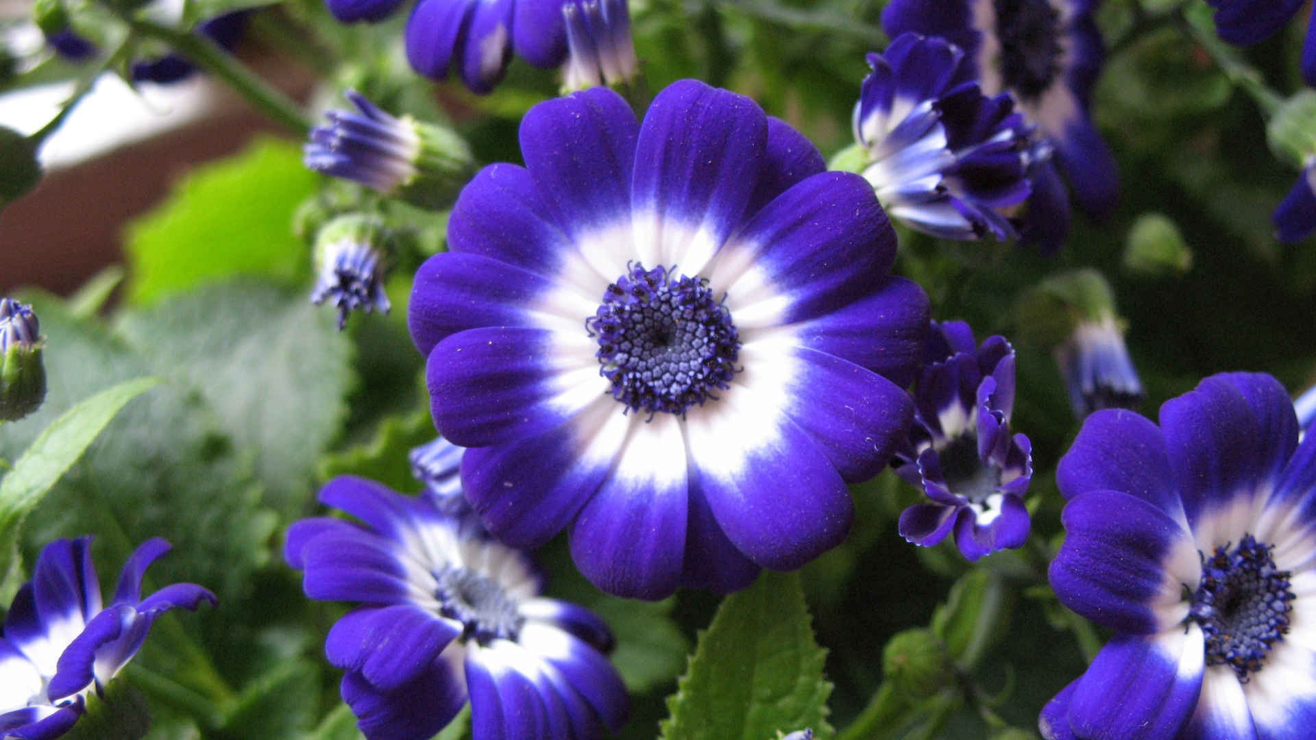 紫色瓜叶菊花朵图片无水印-