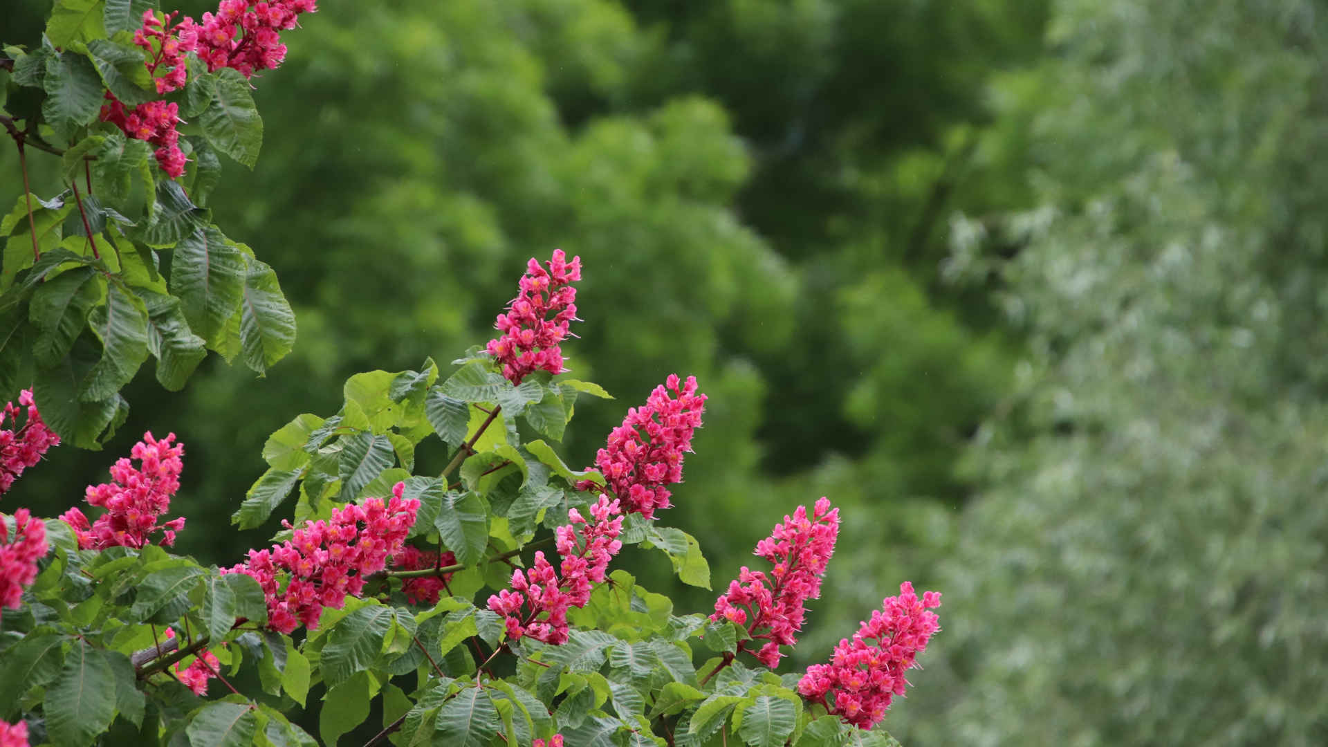 七叶树开花 夏日壁纸小清新