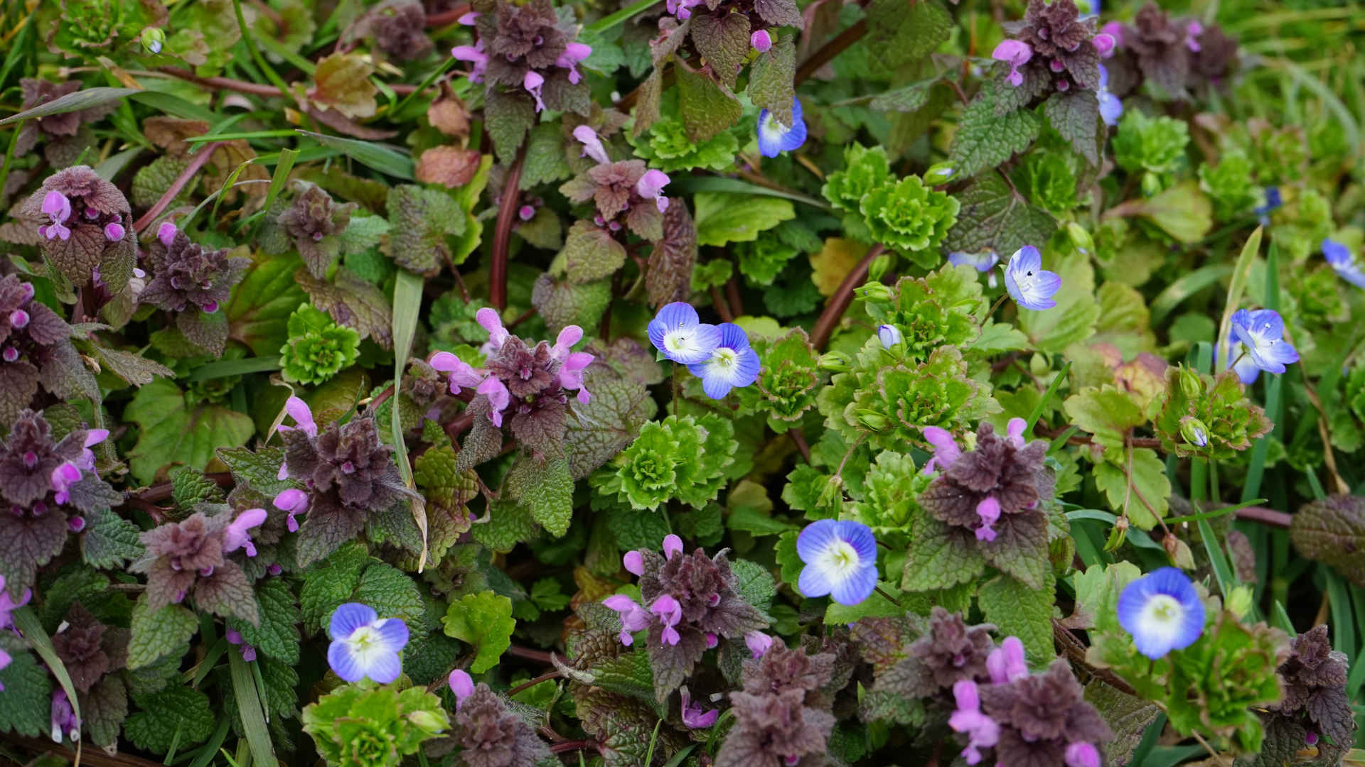 勿忘我鲜花高雅的花朵风景图片-