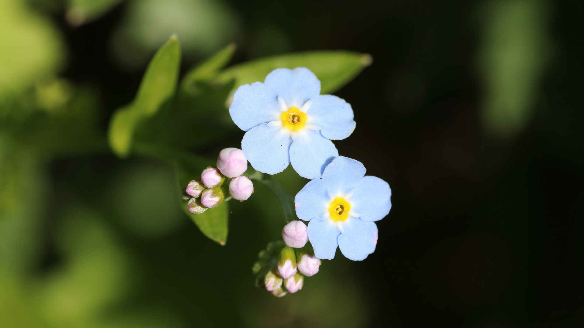 高清勿忘我鲜花壁纸花朵风景图片