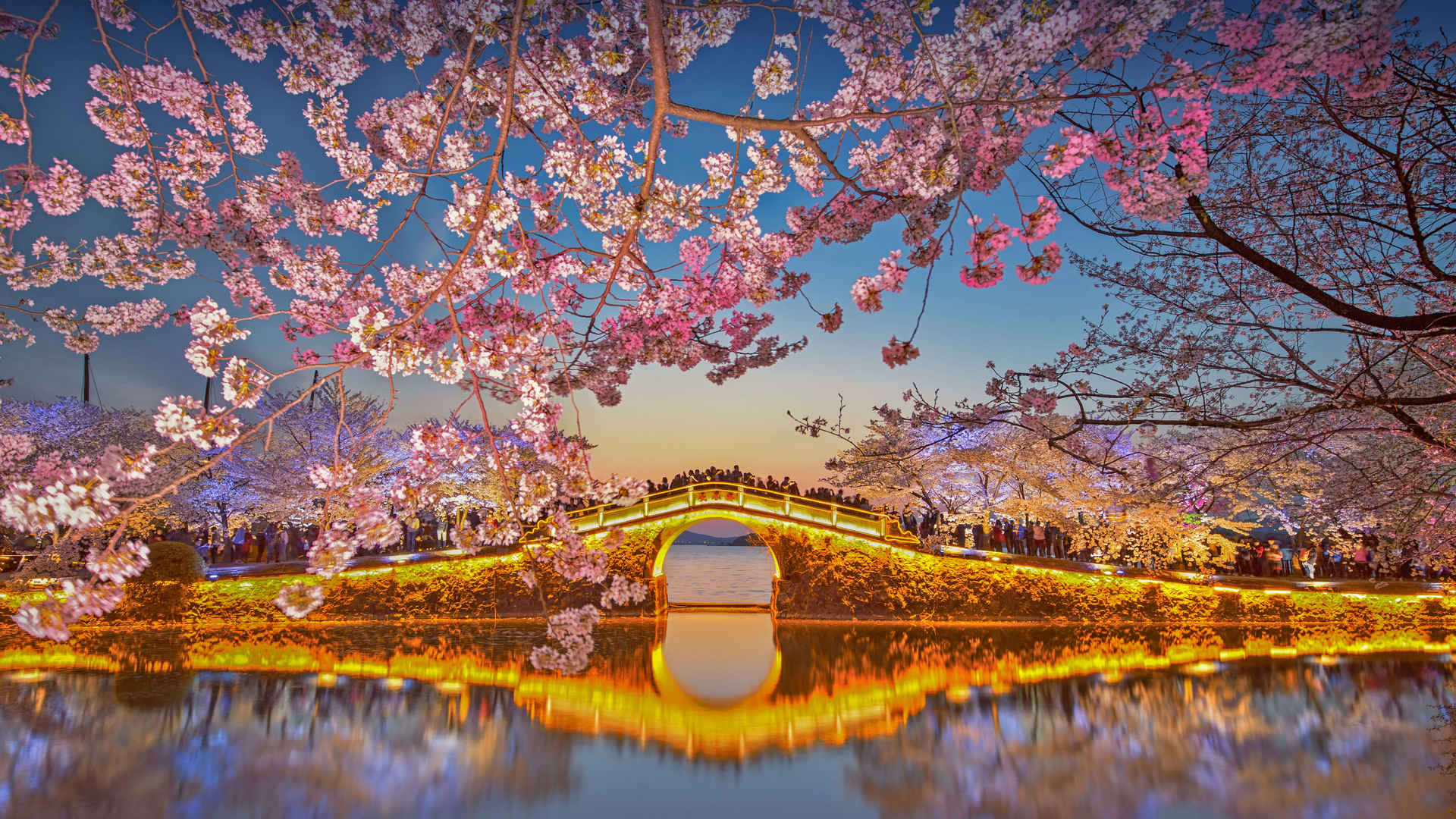 无锡鼋头渚公园  樱花 夜景4k壁纸
