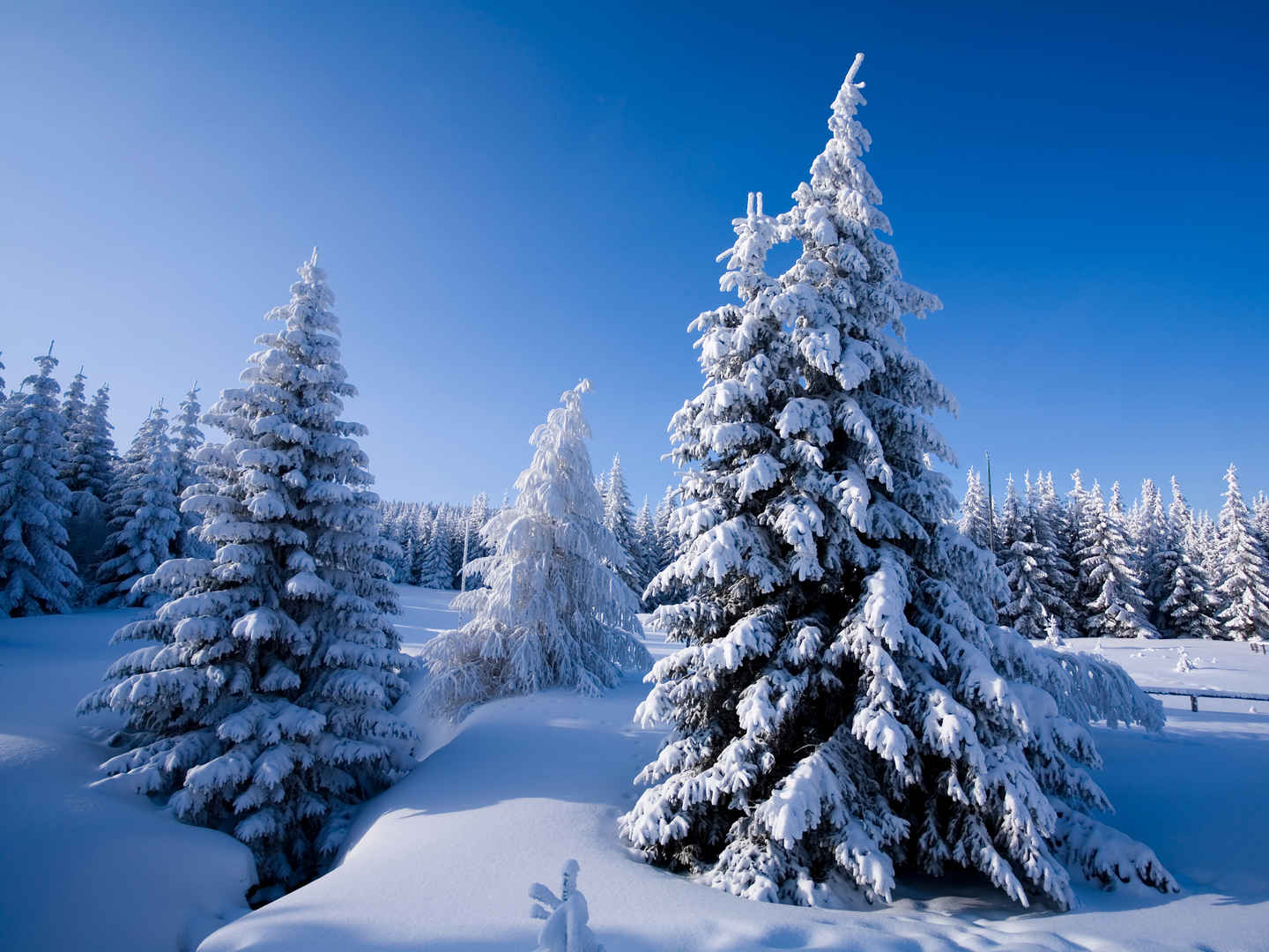 大雪 树 冬天风景 平板壁纸-