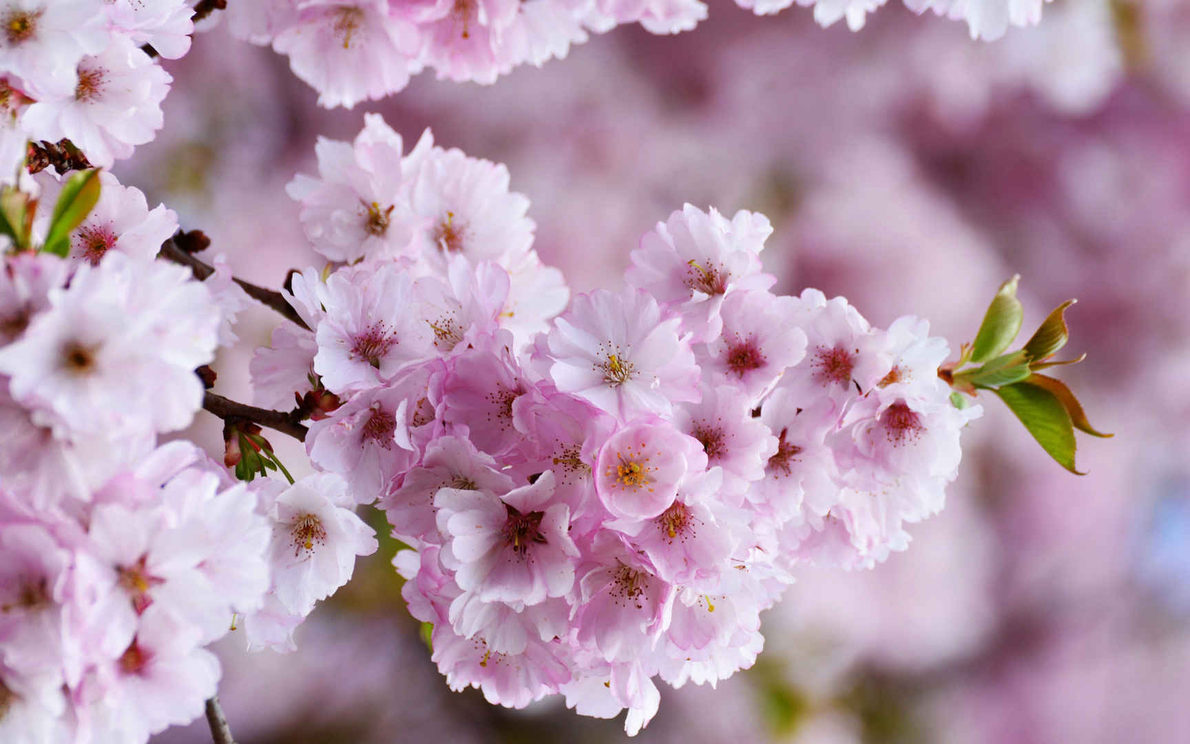 粉色桃花电脑壁纸下载4k