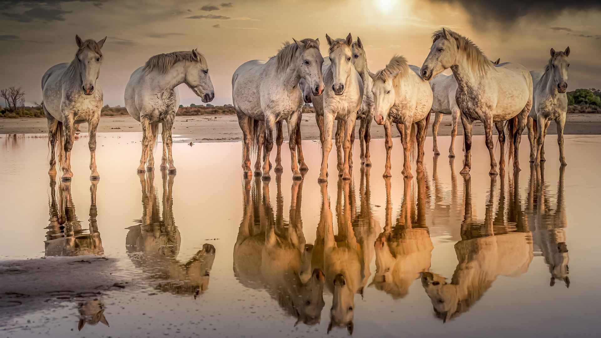 马 倒影 夕阳壁纸