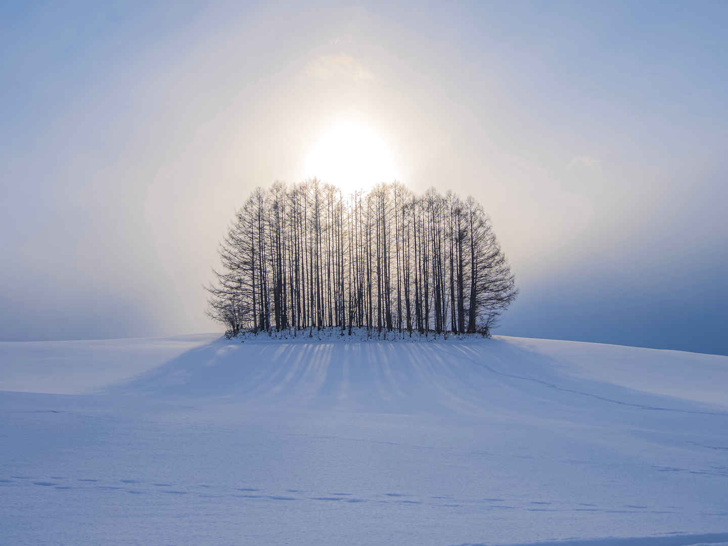 冬季 雪景 树 唯美 iPad平板电壁纸