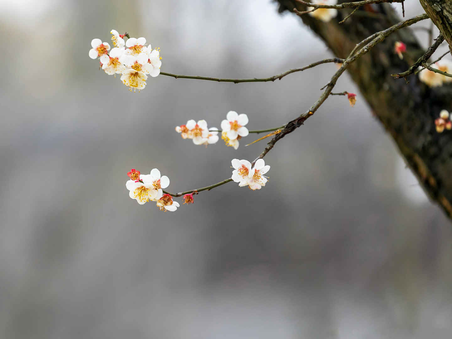 春天 树 花  平板壁纸