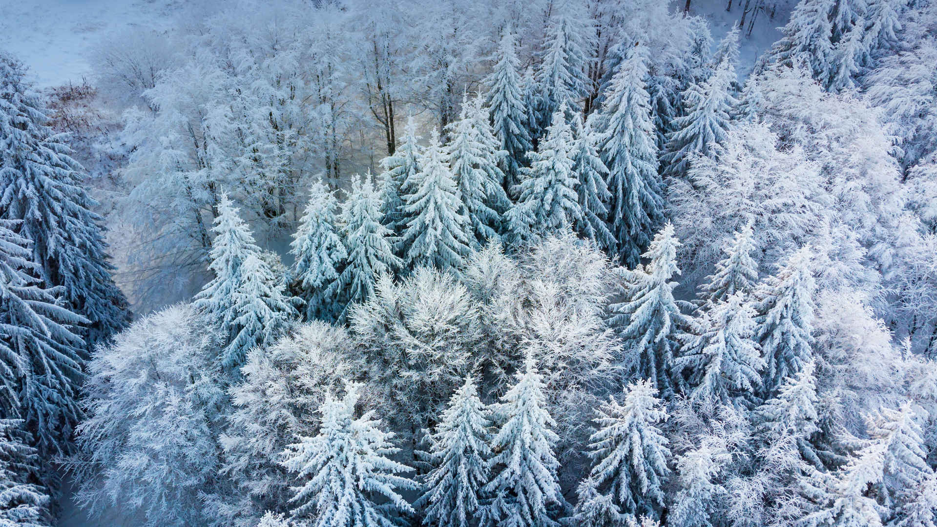 5k 冬季 风景 树林 俯视 雪景 壁纸图片-