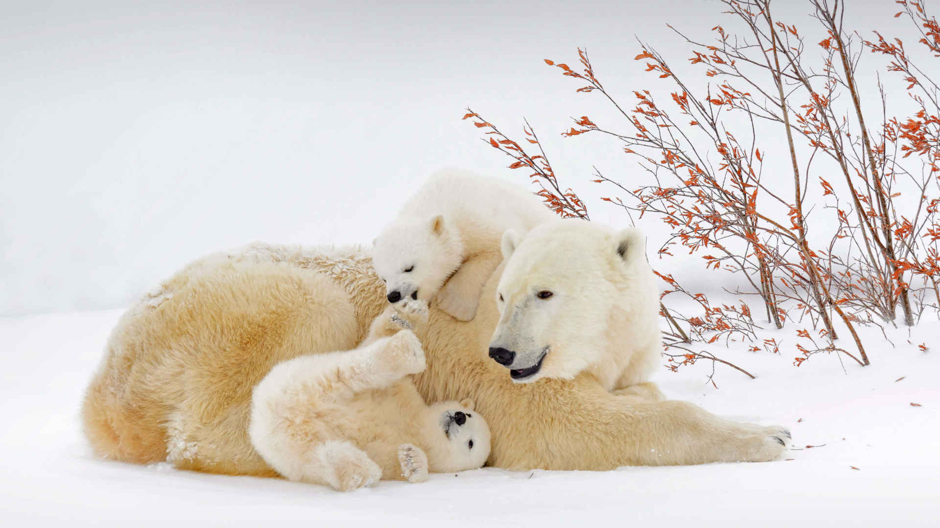 北极熊母子4k壁纸图片-