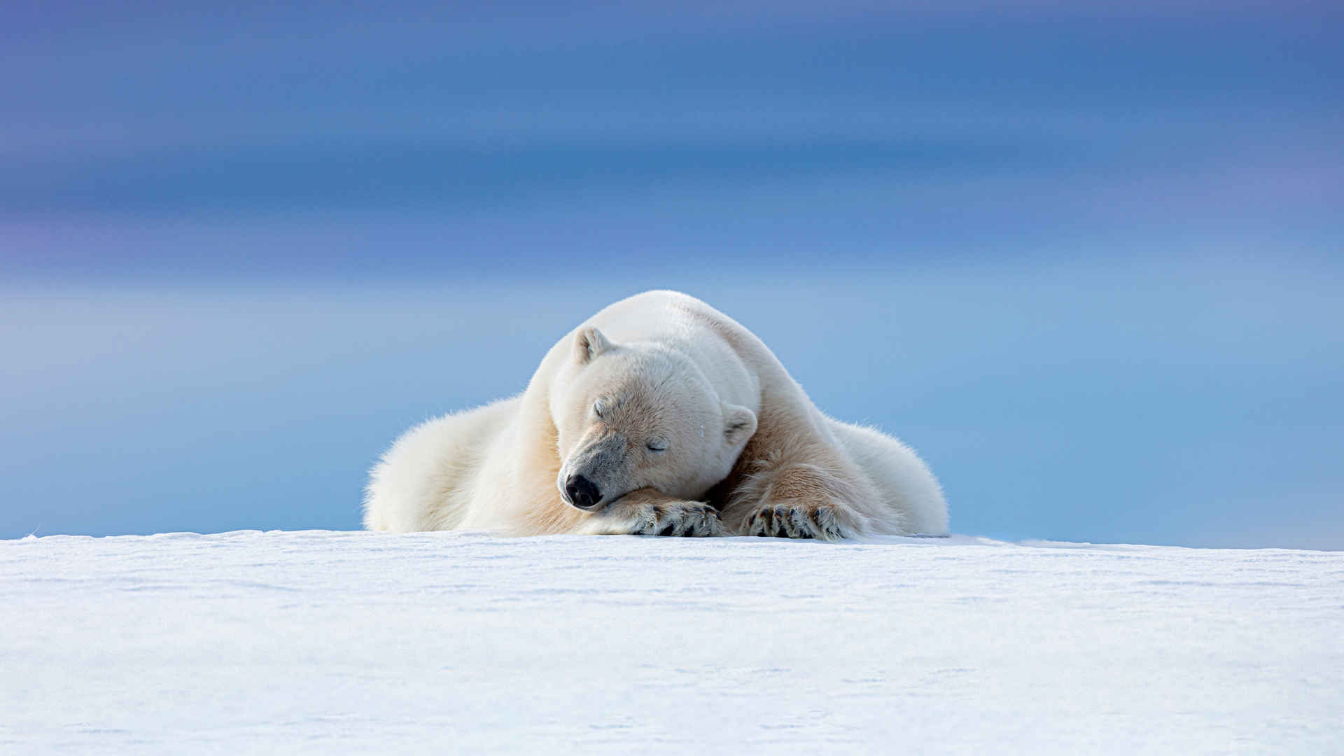 雪地北极熊睡觉4k壁纸-